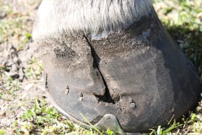 48-1 SECTION 7 HOOF PROBLEMS 2