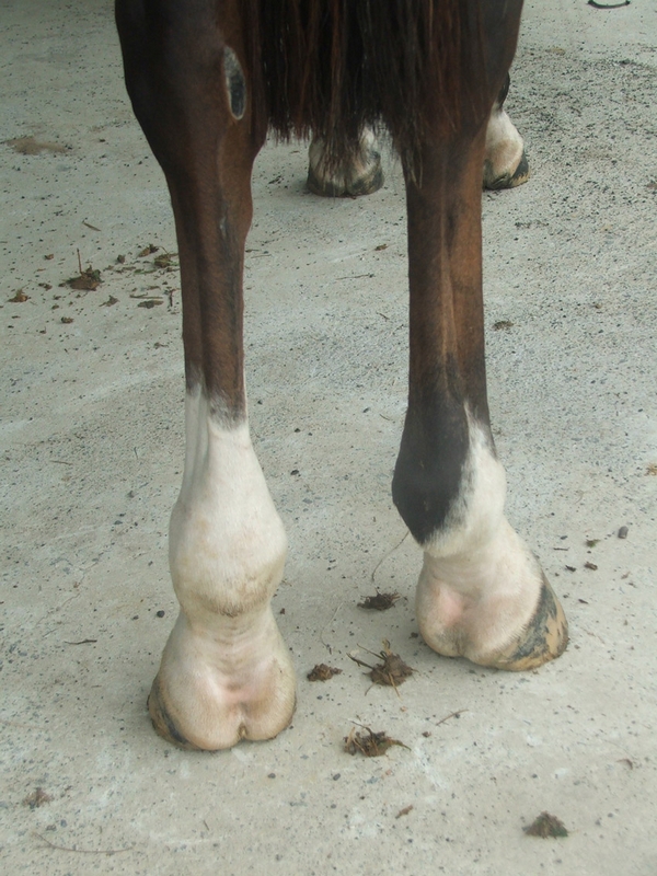 7 Common Hoof Problems in Horses – Signs & Treatment | Mad Barn