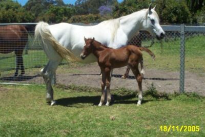 14-section 4 foals bmares